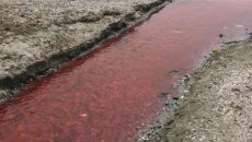 Türkiyədə çay al rəngə boyandı – FOTO 