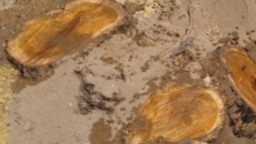 Xırdalanın mərkəzində ağaclar məhv edilib - Ərazidə obyekt tikiləcək? 