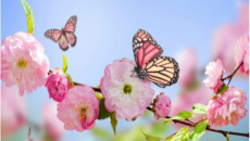 Sabah 29 dərəcə isti olacaq -PROQNOZ 